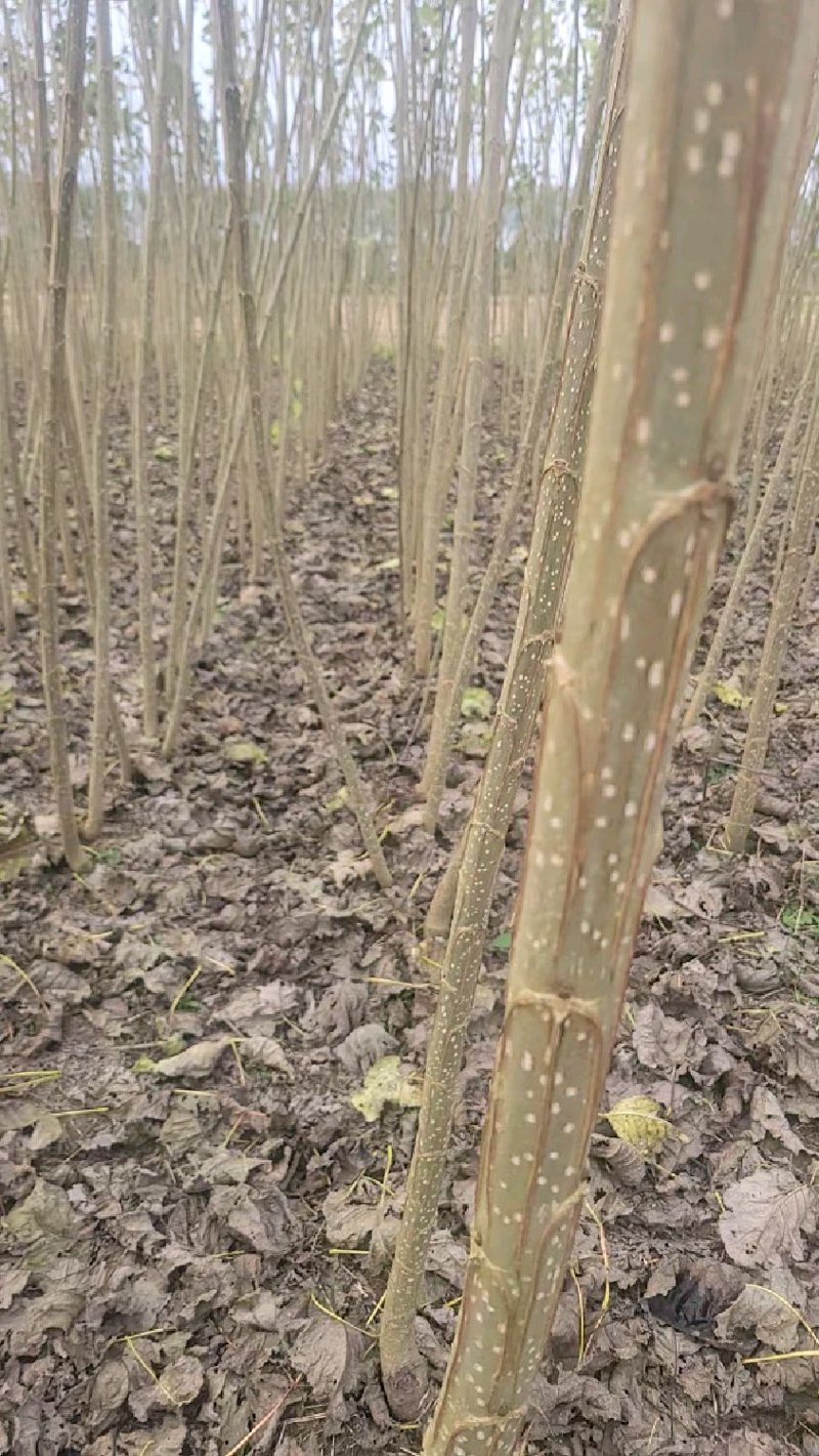 速生杨种植知识揭秘:选购指南